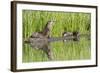 Wyoming, Yellowstone National Park, Northern River Otter and Pups on Log in Lake-Elizabeth Boehm-Framed Photographic Print