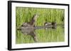 Wyoming, Yellowstone National Park, Northern River Otter and Pups on Log in Lake-Elizabeth Boehm-Framed Photographic Print