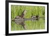 Wyoming, Yellowstone National Park, Northern River Otter and Pups on Log in Lake-Elizabeth Boehm-Framed Photographic Print