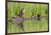 Wyoming, Yellowstone National Park, Northern River Otter and Pups on Log in Lake-Elizabeth Boehm-Framed Photographic Print