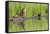 Wyoming, Yellowstone National Park, Northern River Otter and Pups on Log in Lake-Elizabeth Boehm-Framed Stretched Canvas