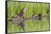 Wyoming, Yellowstone National Park, Northern River Otter and Pups on Log in Lake-Elizabeth Boehm-Framed Stretched Canvas