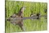 Wyoming, Yellowstone National Park, Northern River Otter and Pups on Log in Lake-Elizabeth Boehm-Stretched Canvas