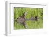 Wyoming, Yellowstone National Park, Northern River Otter and Pups on Log in Lake-Elizabeth Boehm-Framed Photographic Print