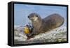 Wyoming, Yellowstone National Park, Northern River Otter Eating Cutthroat Trout-Elizabeth Boehm-Framed Stretched Canvas