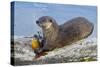 Wyoming, Yellowstone National Park, Northern River Otter Eating Cutthroat Trout-Elizabeth Boehm-Stretched Canvas