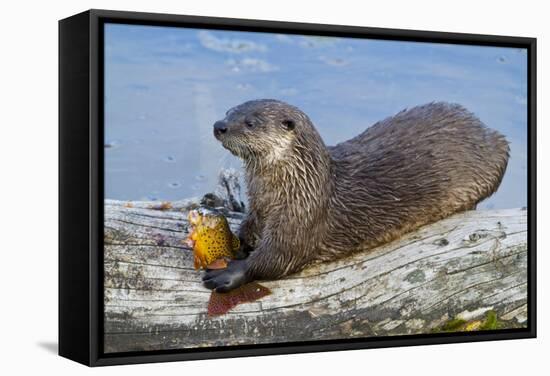 Wyoming, Yellowstone National Park, Northern River Otter Eating Cutthroat Trout-Elizabeth Boehm-Framed Stretched Canvas