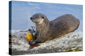 Wyoming, Yellowstone National Park, Northern River Otter Eating Cutthroat Trout-Elizabeth Boehm-Stretched Canvas