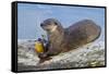 Wyoming, Yellowstone National Park, Northern River Otter Eating Cutthroat Trout-Elizabeth Boehm-Framed Stretched Canvas