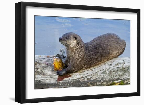 Wyoming, Yellowstone National Park, Northern River Otter Eating Cutthroat Trout-Elizabeth Boehm-Framed Photographic Print