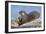 Wyoming, Yellowstone National Park, Northern River Otter Eating Cutthroat Trout-Elizabeth Boehm-Framed Photographic Print