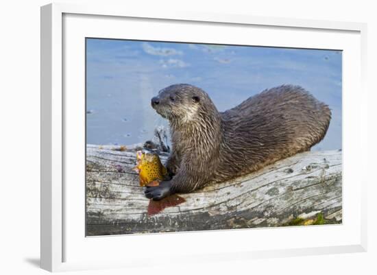 Wyoming, Yellowstone National Park, Northern River Otter Eating Cutthroat Trout-Elizabeth Boehm-Framed Photographic Print