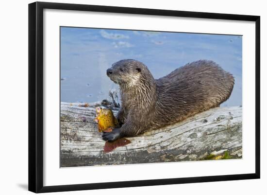 Wyoming, Yellowstone National Park, Northern River Otter Eating Cutthroat Trout-Elizabeth Boehm-Framed Photographic Print