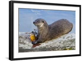 Wyoming, Yellowstone National Park, Northern River Otter Eating Cutthroat Trout-Elizabeth Boehm-Framed Photographic Print