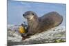 Wyoming, Yellowstone National Park, Northern River Otter Eating Cutthroat Trout-Elizabeth Boehm-Mounted Photographic Print