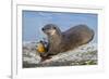 Wyoming, Yellowstone National Park, Northern River Otter Eating Cutthroat Trout-Elizabeth Boehm-Framed Photographic Print