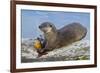 Wyoming, Yellowstone National Park, Northern River Otter Eating Cutthroat Trout-Elizabeth Boehm-Framed Photographic Print