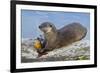 Wyoming, Yellowstone National Park, Northern River Otter Eating Cutthroat Trout-Elizabeth Boehm-Framed Photographic Print