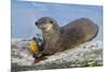 Wyoming, Yellowstone National Park, Northern River Otter Eating Cutthroat Trout-Elizabeth Boehm-Mounted Photographic Print