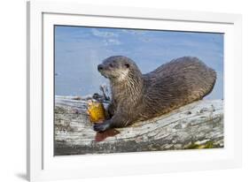 Wyoming, Yellowstone National Park, Northern River Otter Eating Cutthroat Trout-Elizabeth Boehm-Framed Photographic Print