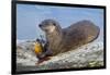 Wyoming, Yellowstone National Park, Northern River Otter Eating Cutthroat Trout-Elizabeth Boehm-Framed Photographic Print