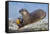 Wyoming, Yellowstone National Park, Northern River Otter Eating Cutthroat Trout-Elizabeth Boehm-Framed Stretched Canvas