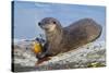 Wyoming, Yellowstone National Park, Northern River Otter Eating Cutthroat Trout-Elizabeth Boehm-Stretched Canvas