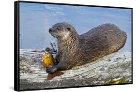 Wyoming, Yellowstone National Park, Northern River Otter Eating Cutthroat Trout-Elizabeth Boehm-Framed Stretched Canvas