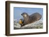 Wyoming, Yellowstone National Park, Northern River Otter Eating Cutthroat Trout-Elizabeth Boehm-Framed Photographic Print