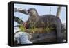 Wyoming, Yellowstone National Park, Northern River Otter on Log in Trout Lake-Elizabeth Boehm-Framed Stretched Canvas