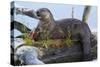 Wyoming, Yellowstone National Park, Northern River Otter on Log in Trout Lake-Elizabeth Boehm-Stretched Canvas