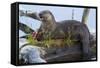 Wyoming, Yellowstone National Park, Northern River Otter on Log in Trout Lake-Elizabeth Boehm-Framed Stretched Canvas