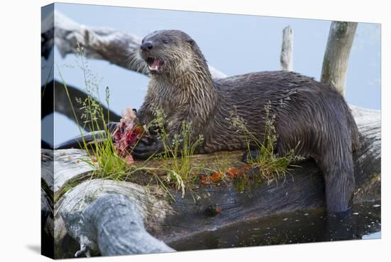 Wyoming, Yellowstone National Park, Northern River Otter on Log in Trout Lake-Elizabeth Boehm-Stretched Canvas