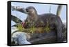 Wyoming, Yellowstone National Park, Northern River Otter on Log in Trout Lake-Elizabeth Boehm-Framed Stretched Canvas