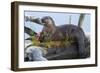 Wyoming, Yellowstone National Park, Northern River Otter on Log in Trout Lake-Elizabeth Boehm-Framed Photographic Print