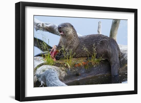 Wyoming, Yellowstone National Park, Northern River Otter on Log in Trout Lake-Elizabeth Boehm-Framed Photographic Print