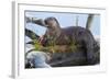 Wyoming, Yellowstone National Park, Northern River Otter on Log in Trout Lake-Elizabeth Boehm-Framed Photographic Print