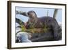 Wyoming, Yellowstone National Park, Northern River Otter on Log in Trout Lake-Elizabeth Boehm-Framed Photographic Print