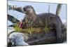 Wyoming, Yellowstone National Park, Northern River Otter on Log in Trout Lake-Elizabeth Boehm-Mounted Photographic Print