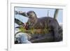 Wyoming, Yellowstone National Park, Northern River Otter on Log in Trout Lake-Elizabeth Boehm-Framed Photographic Print