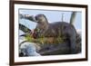 Wyoming, Yellowstone National Park, Northern River Otter on Log in Trout Lake-Elizabeth Boehm-Framed Photographic Print