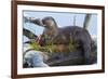 Wyoming, Yellowstone National Park, Northern River Otter on Log in Trout Lake-Elizabeth Boehm-Framed Photographic Print