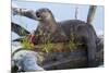 Wyoming, Yellowstone National Park, Northern River Otter on Log in Trout Lake-Elizabeth Boehm-Mounted Photographic Print