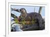 Wyoming, Yellowstone National Park, Northern River Otter on Log in Trout Lake-Elizabeth Boehm-Framed Photographic Print