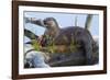 Wyoming, Yellowstone National Park, Northern River Otter on Log in Trout Lake-Elizabeth Boehm-Framed Photographic Print