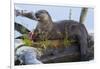 Wyoming, Yellowstone National Park, Northern River Otter on Log in Trout Lake-Elizabeth Boehm-Framed Photographic Print