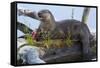 Wyoming, Yellowstone National Park, Northern River Otter on Log in Trout Lake-Elizabeth Boehm-Framed Stretched Canvas