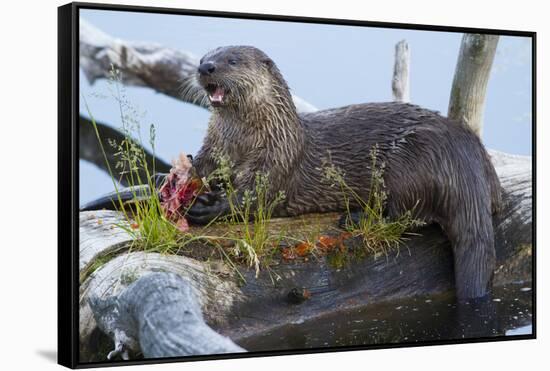 Wyoming, Yellowstone National Park, Northern River Otter on Log in Trout Lake-Elizabeth Boehm-Framed Stretched Canvas