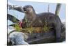 Wyoming, Yellowstone National Park, Northern River Otter on Log in Trout Lake-Elizabeth Boehm-Stretched Canvas