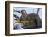 Wyoming, Yellowstone National Park, Northern River Otter on Log in Trout Lake-Elizabeth Boehm-Framed Photographic Print